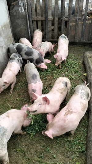 Vând purcei petrean de 11 săptămâni, preț negociabil  - imagine 2