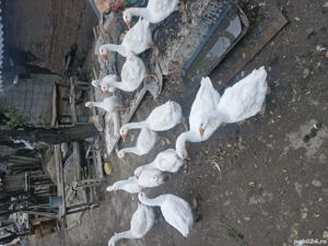 vand gaste agroland  - imagine 2 vand gaste agroland  - imagine 2