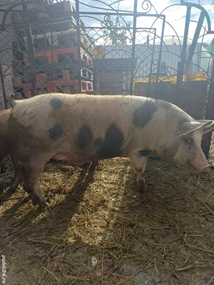 vind porci 100-110 kg