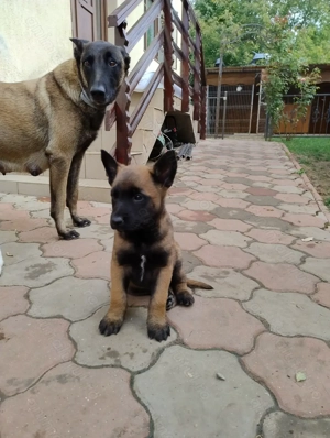 Vând pui Ciobanesc Malinois din părinți cu pedegree - imagine 2 Vând pui Ciobanesc Malinois din părinți cu pedegree - imagine 2