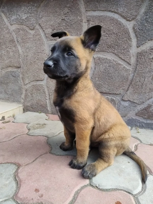 Vând pui Ciobanesc Malinois din părinți cu pedegree - imagine 4 Vând pui Ciobanesc Malinois din părinți cu pedegree - imagine 4