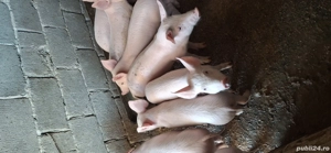 purcei 6 saptamani - imagine 2