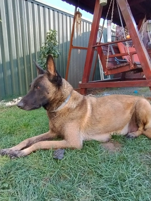 Vând pui Ciobanesc Malinois din părinți cu pedegree - imagine 5 Vând pui Ciobanesc Malinois din părinți cu pedegree - imagine 5