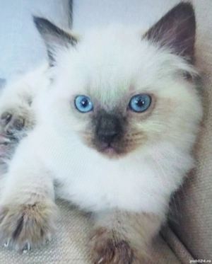 Ragdoll motănei și pisicuțe  - imagine 3