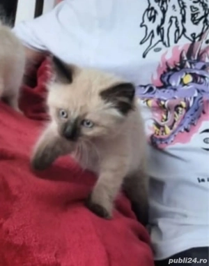 Ragdoll motănei și pisicuțe