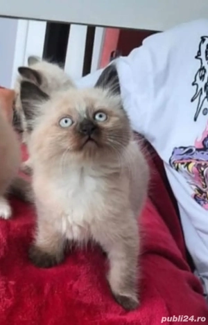 Ragdoll motănei și pisicuțe  - imagine 2