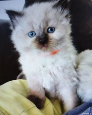 Ragdoll motănei și pisicuțe  - imagine 4