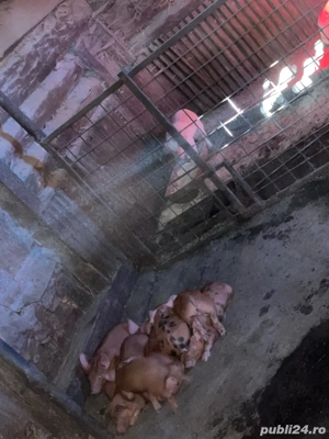 vand porci cacova ieri  - imagine 5