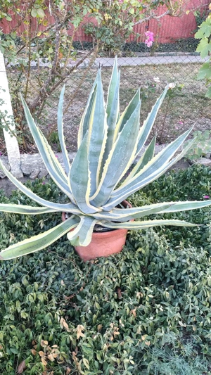 De vânzare  Cactus Agave 