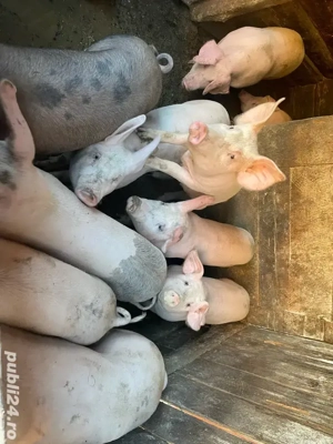 vand porci cacova ieri 