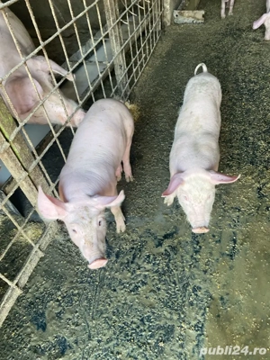 disponibili - imagine 2 disponibili - imagine 2