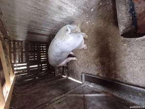 Scroafă pietran  - imagine 3