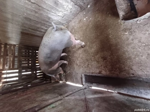 Scroafă pietran  - imagine 2