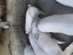 Porci de vânzare  - imagine 3