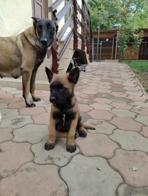 Vând pui Ciobanesc Malinois din părinți cu pedigree  - imagine 4