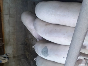 Porci de vânzare  - imagine 2