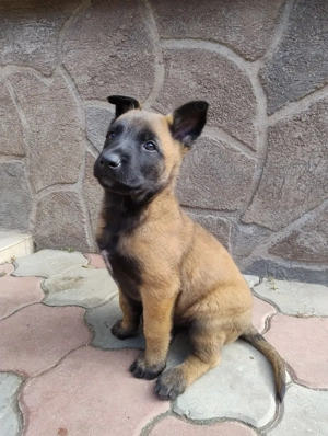 Vând pui Ciobanesc Malinois din părinți cu pedigree 