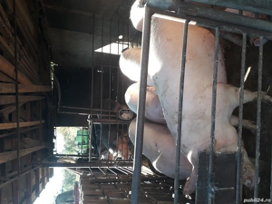 vand porci pentru crăciun 