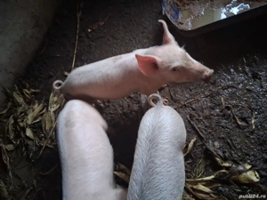 Purcei de vanzare - imagine 2 Purcei de vanzare - imagine 2