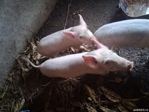 Purcei de vanzare - imagine 4 Purcei de vanzare - imagine 4