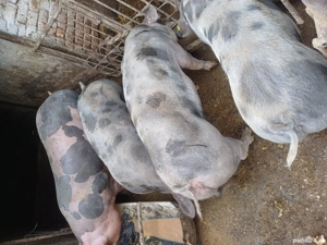 Porci rasă  - imagine 2