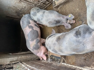 Porci rasă  - imagine 3