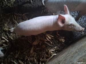 Purcei de vanzare - imagine 3 Purcei de vanzare - imagine 3