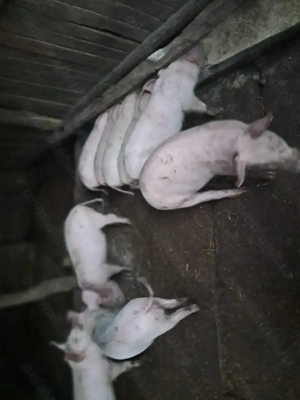 Vând purcei - 3 luni - imagine 4 Vând purcei - 3 luni - imagine 4