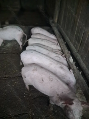 Vând purcei - 3 luni - imagine 3 Vând purcei - 3 luni - imagine 3