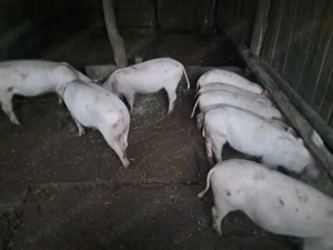 Vând purcei - 3 luni - imagine 2 Vând purcei - 3 luni - imagine 2