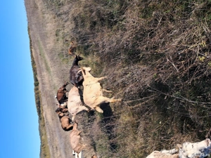 tapi iezi  - imagine 4