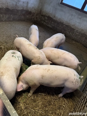Porci de vândzare  - imagine 2