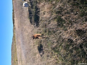 tapi iezi  - imagine 3