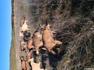 tapi iezi  - imagine 2