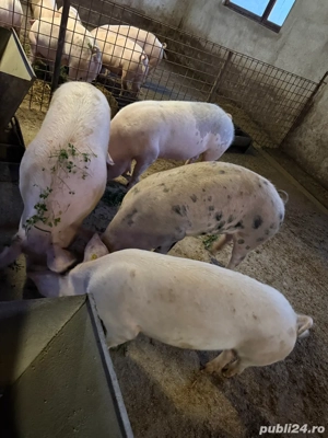 Porci de vândzare 