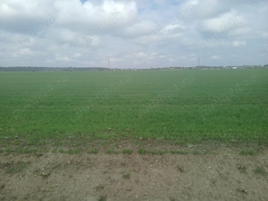 Teren 8000mp in Ciorogarla lângă București  - imagine 5