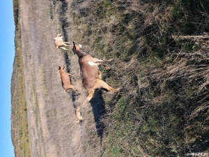 tapi iezi  - imagine 5