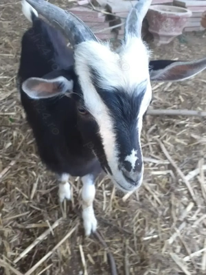 Țap de un an și 3 tapisori de 5luni  - imagine 4