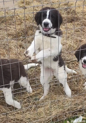 Ciobanesc de Bucovina 