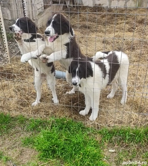 Ciobanesc de Bucovina  - imagine 2