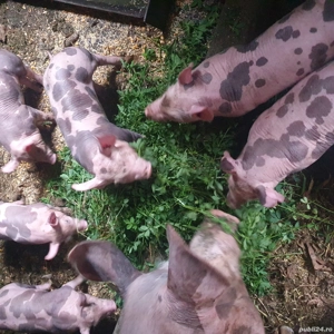 vand purcei pietrain belgian rasa pura - imagine 3 vand purcei pietrain belgian rasa pura - imagine 3