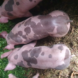 vand purcei pietrain belgian rasa pura - imagine 2 vand purcei pietrain belgian rasa pura - imagine 2