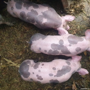 vand purcei pietrain belgian rasa pura - imagine 4 vand purcei pietrain belgian rasa pura - imagine 4