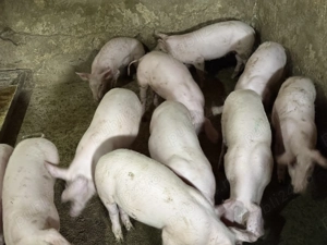 Purcei de carne frumoși și mâncăcioși  - imagine 2 Purcei de carne frumoși și mâncăcioși  - imagine 2