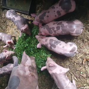 vand purcei pietrain belgian rasa pura