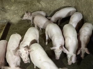 Purcei de carne frumoși și mâncăcioși  - imagine 3 Purcei de carne frumoși și mâncăcioși  - imagine 3