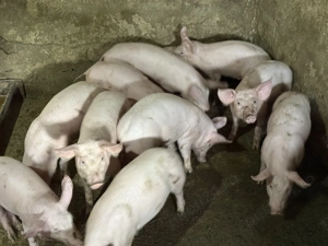 Purcei de carne frumoși și mâncăcioși 