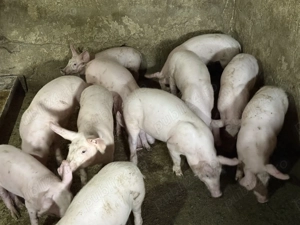 Purcei de carne frumoși și mâncăcioși  - imagine 4 Purcei de carne frumoși și mâncăcioși  - imagine 4