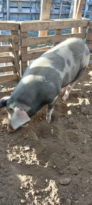 Porci, purcei  - imagine 2