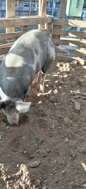 Porci, purcei  - imagine 3